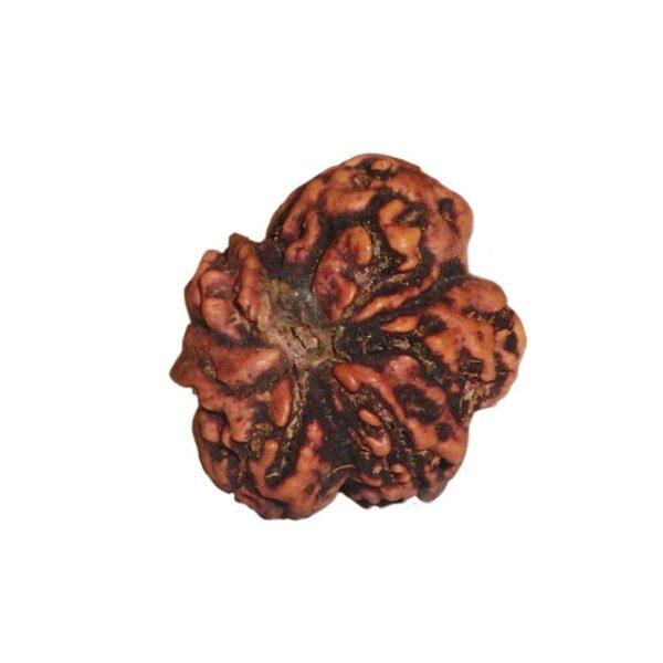 Natural Round One Face Rudraksha (RUR01-009)