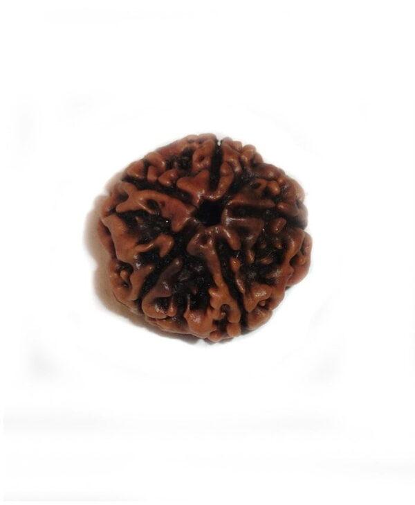 5 MUKHI RUDRAKSHA Without Certificate (RUW05-001)